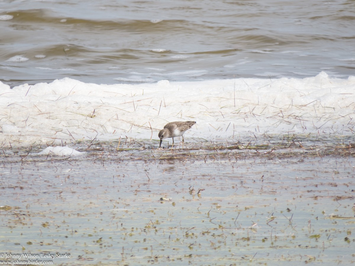 Least Sandpiper - ML234270601