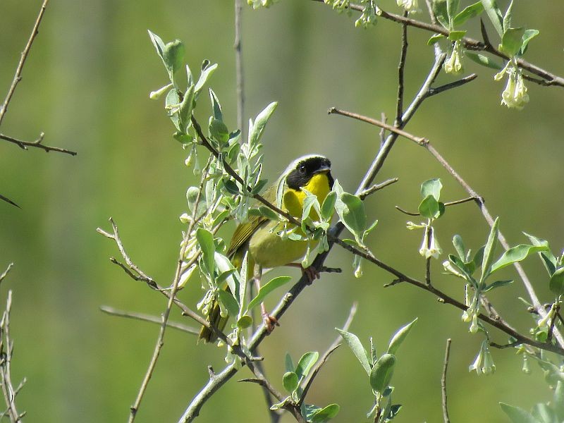 Common Yellowthroat - Tracy The Birder