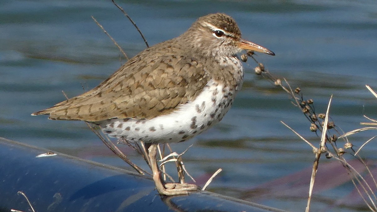 Spotted Sandpiper - André Labelle