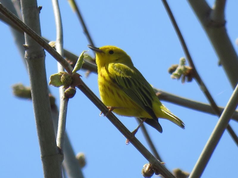 Yellow Warbler - Tracy The Birder