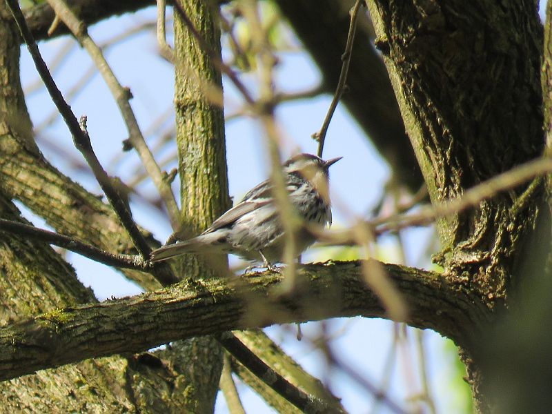 Black-and-white Warbler - ML234274531