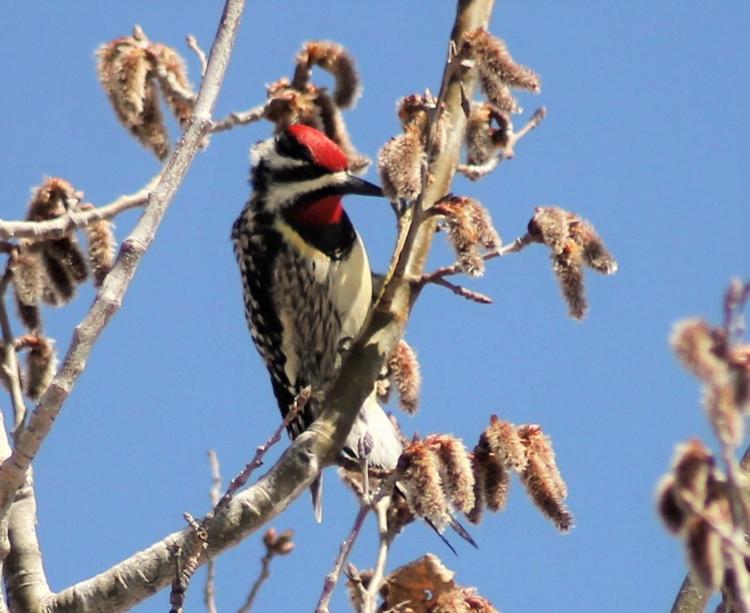 Yellow-bellied Sapsucker - ML234275711