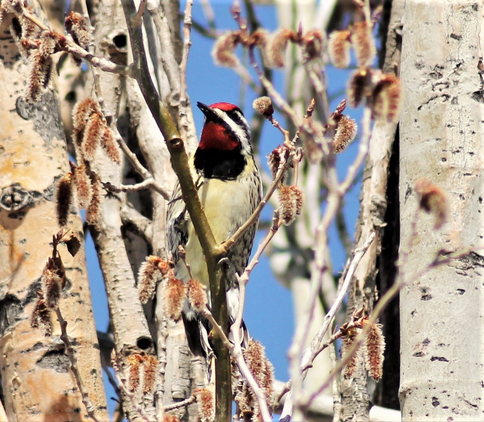 Yellow-bellied Sapsucker - ML234275721