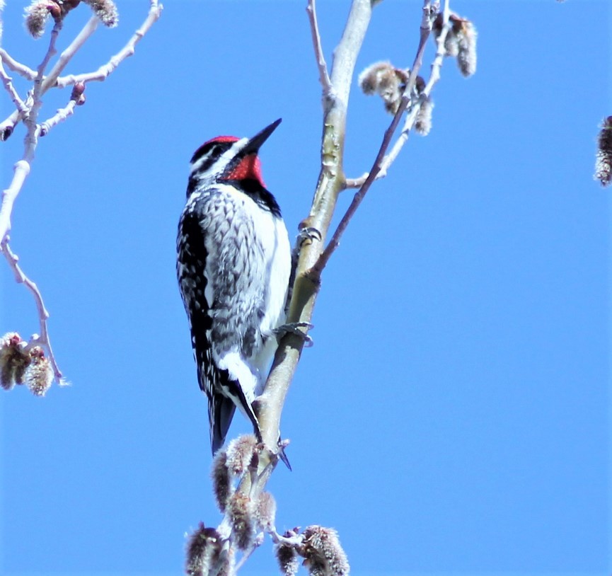 Yellow-bellied Sapsucker - ML234275741