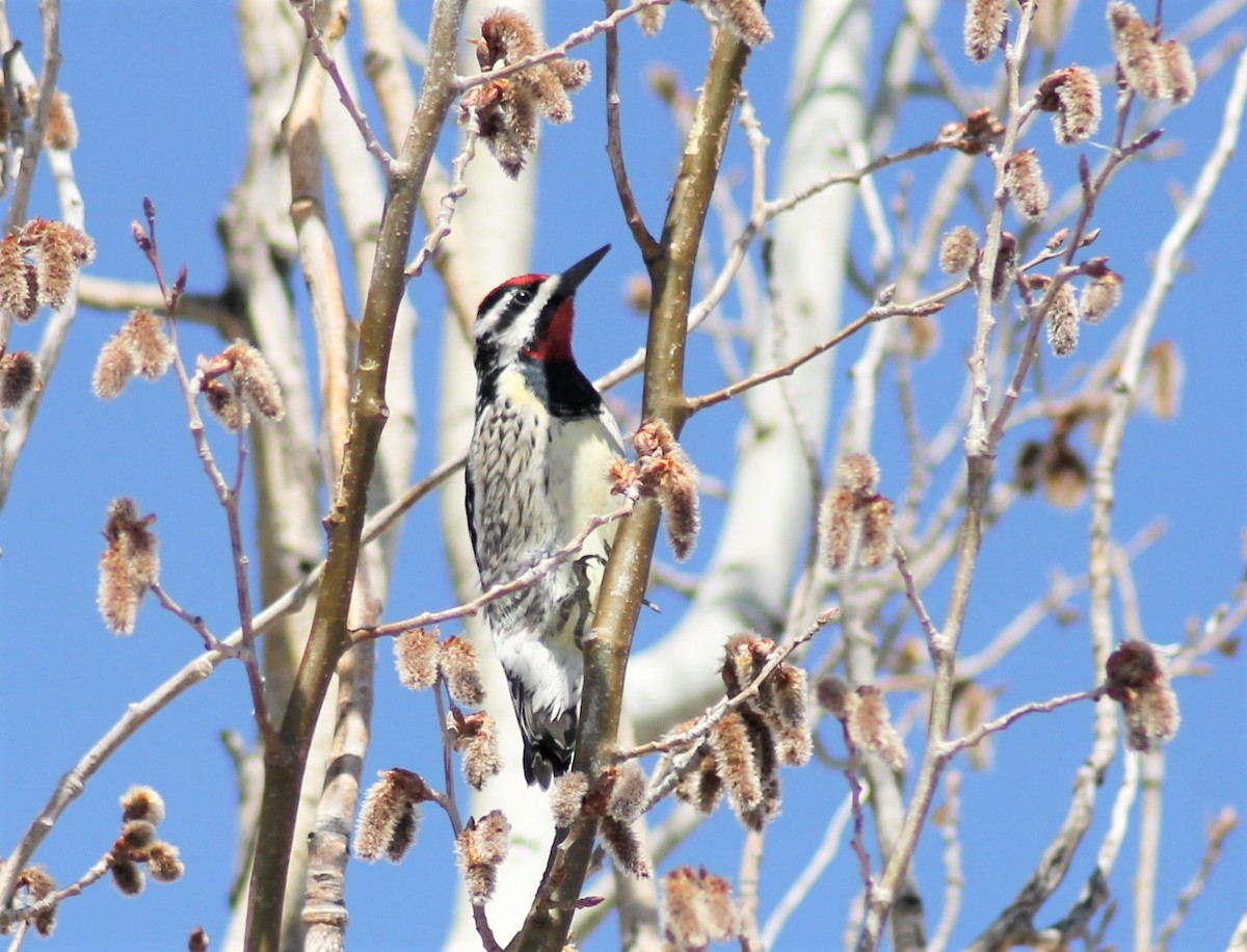 Yellow-bellied Sapsucker - Liza Zulueta