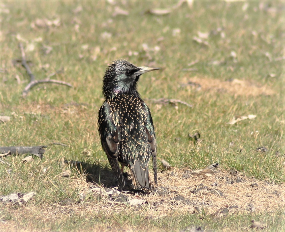 European Starling - ML234276121