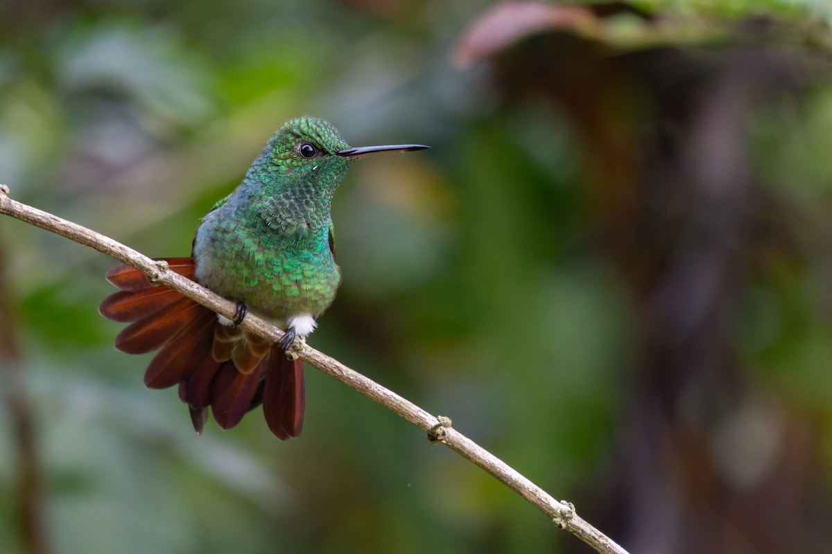 Berylline Hummingbird - ML234277721