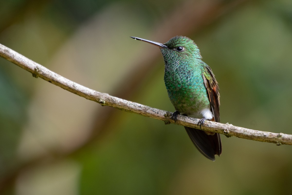 Berylline Hummingbird - Ana Paula Oxom