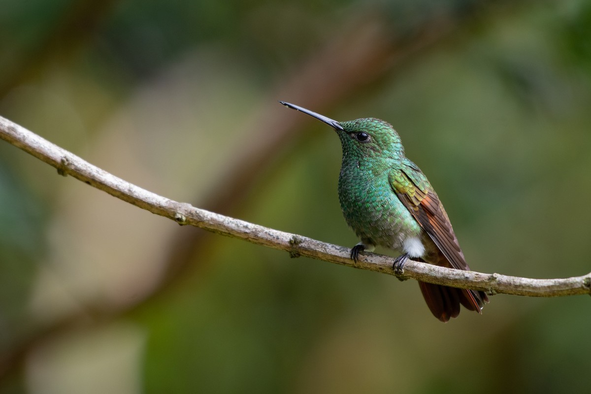 Berylline Hummingbird - ML234277771