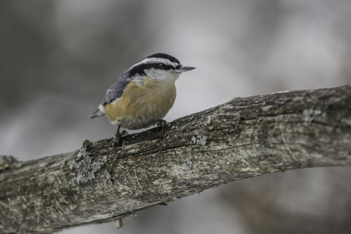 Red-breasted Nuthatch - Louis Brodeur