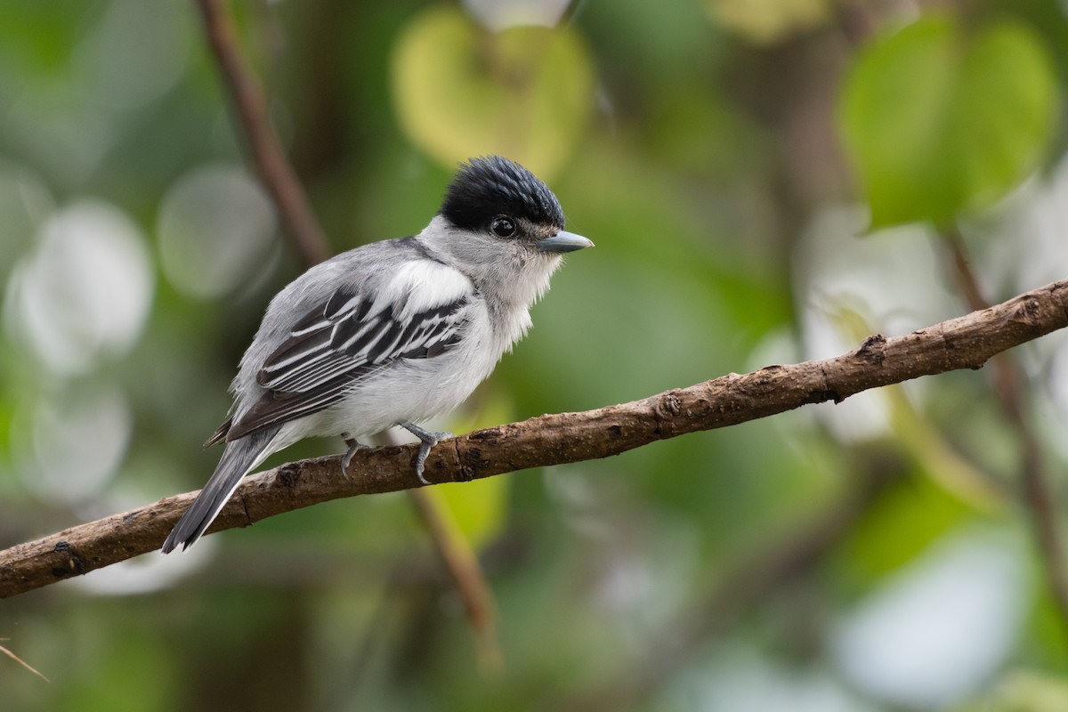 Gray-collared Becard - Ana Paula Oxom