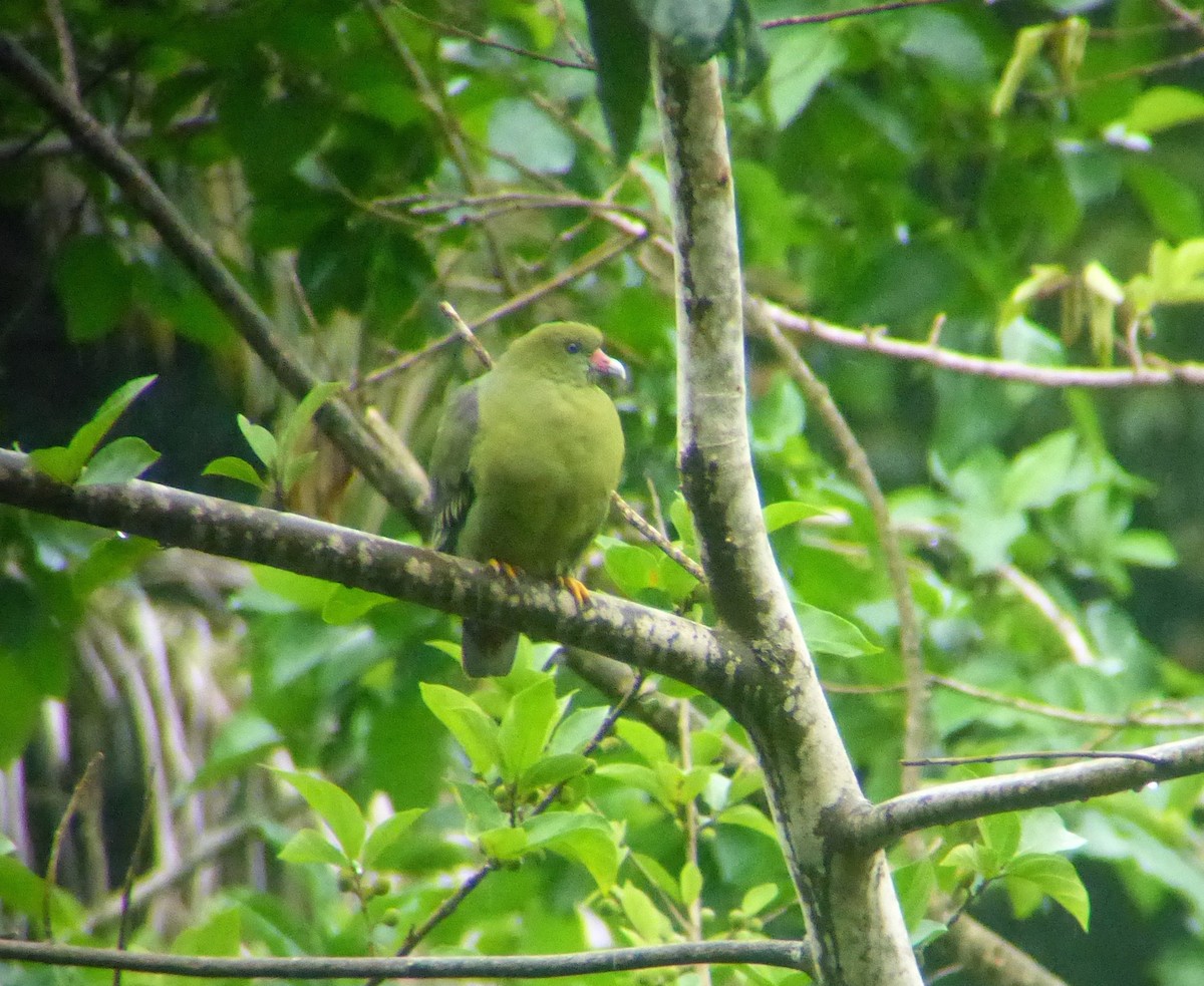 African Green-Pigeon - ML23427871