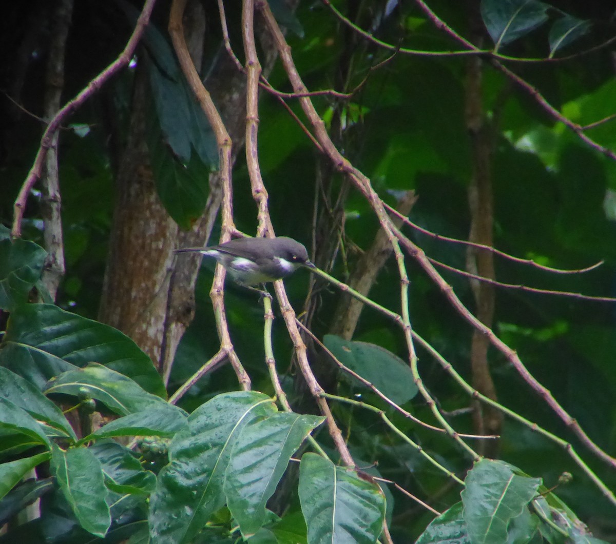 Dohrn's Thrush-Babbler - ML23427881