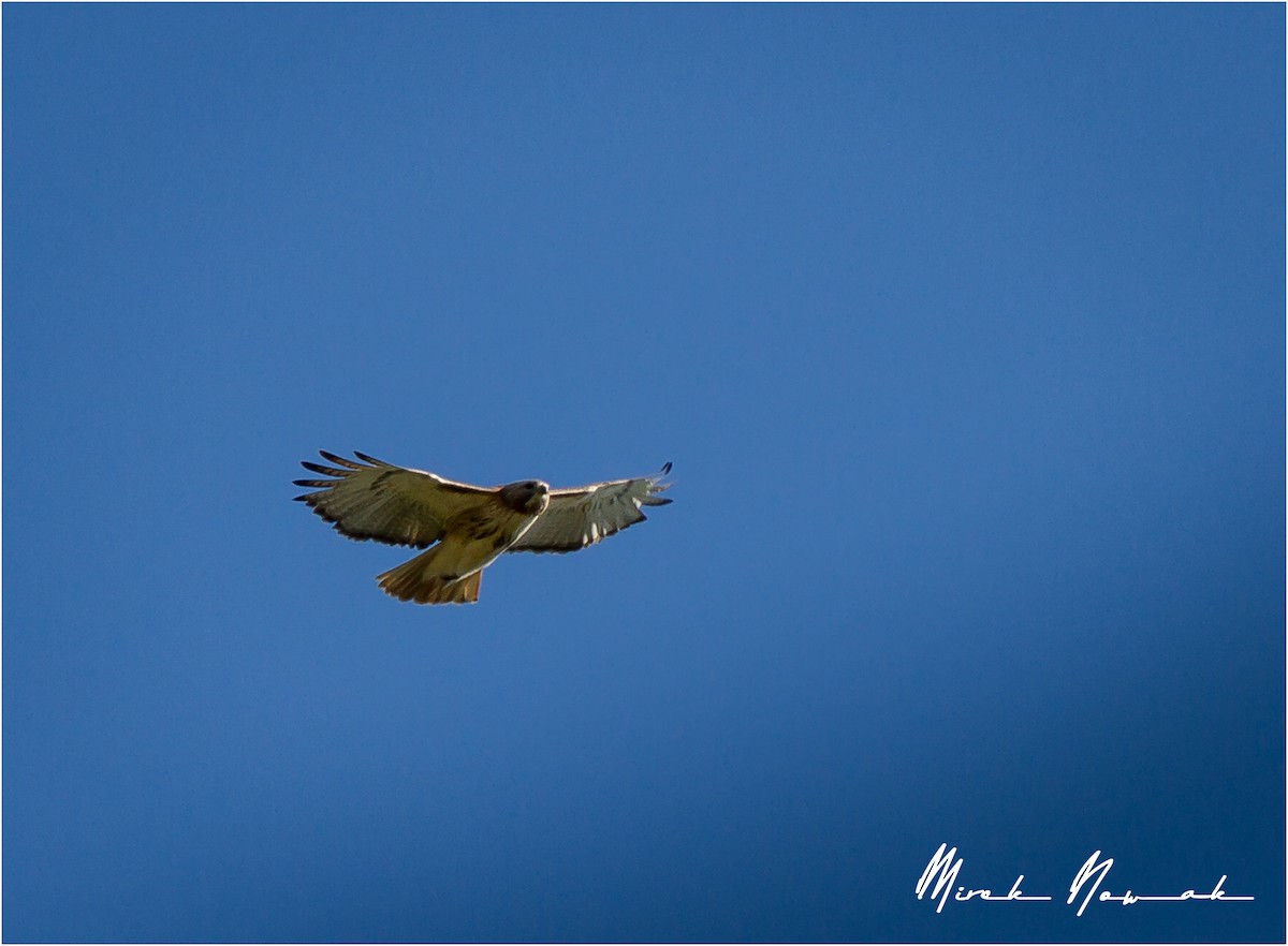 Red-tailed Hawk - ML234280551