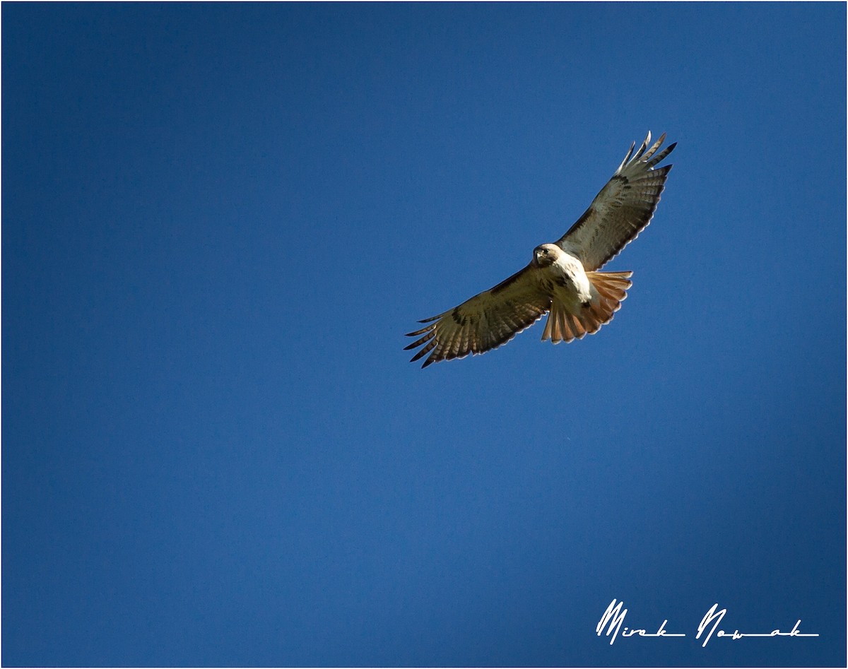 Red-tailed Hawk - ML234280561