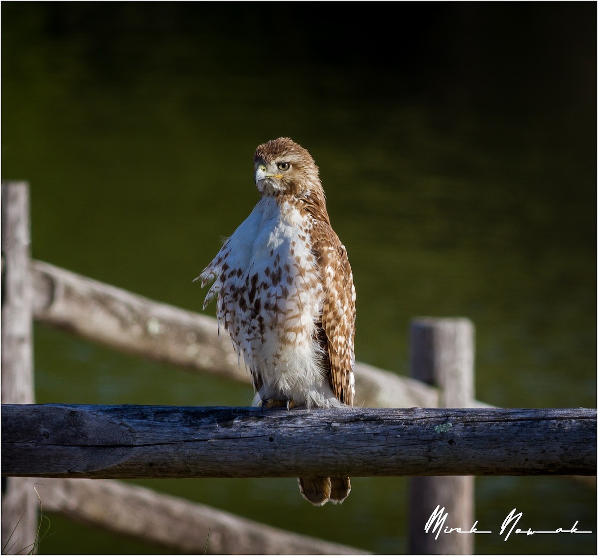 Red-tailed Hawk - ML234280571