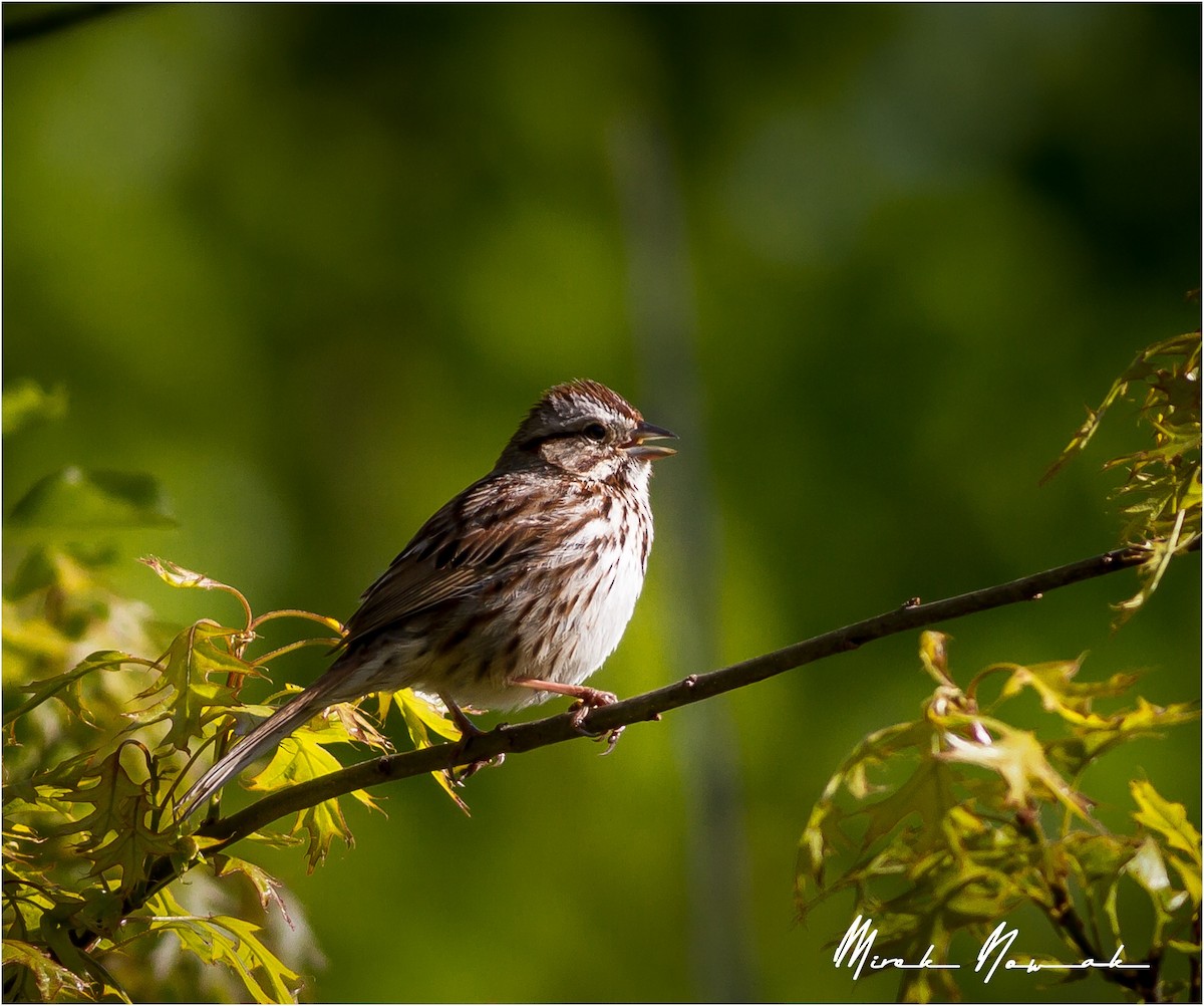 Song Sparrow - ML234281541