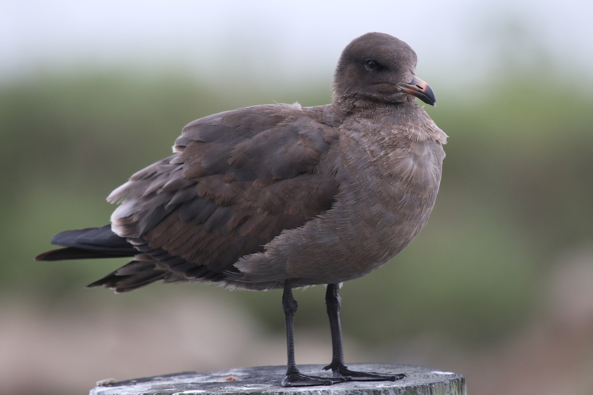 Heermann's Gull - ML234282461