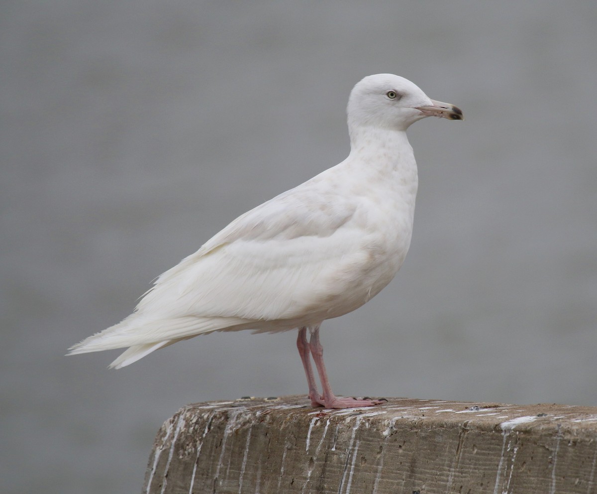 Glaucous Gull - ML234283781