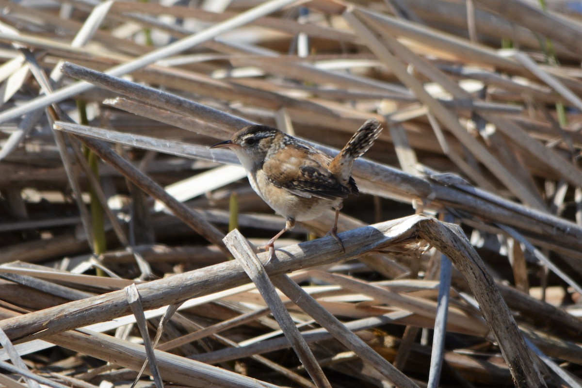 Marsh Wren - Steve Mierzykowski