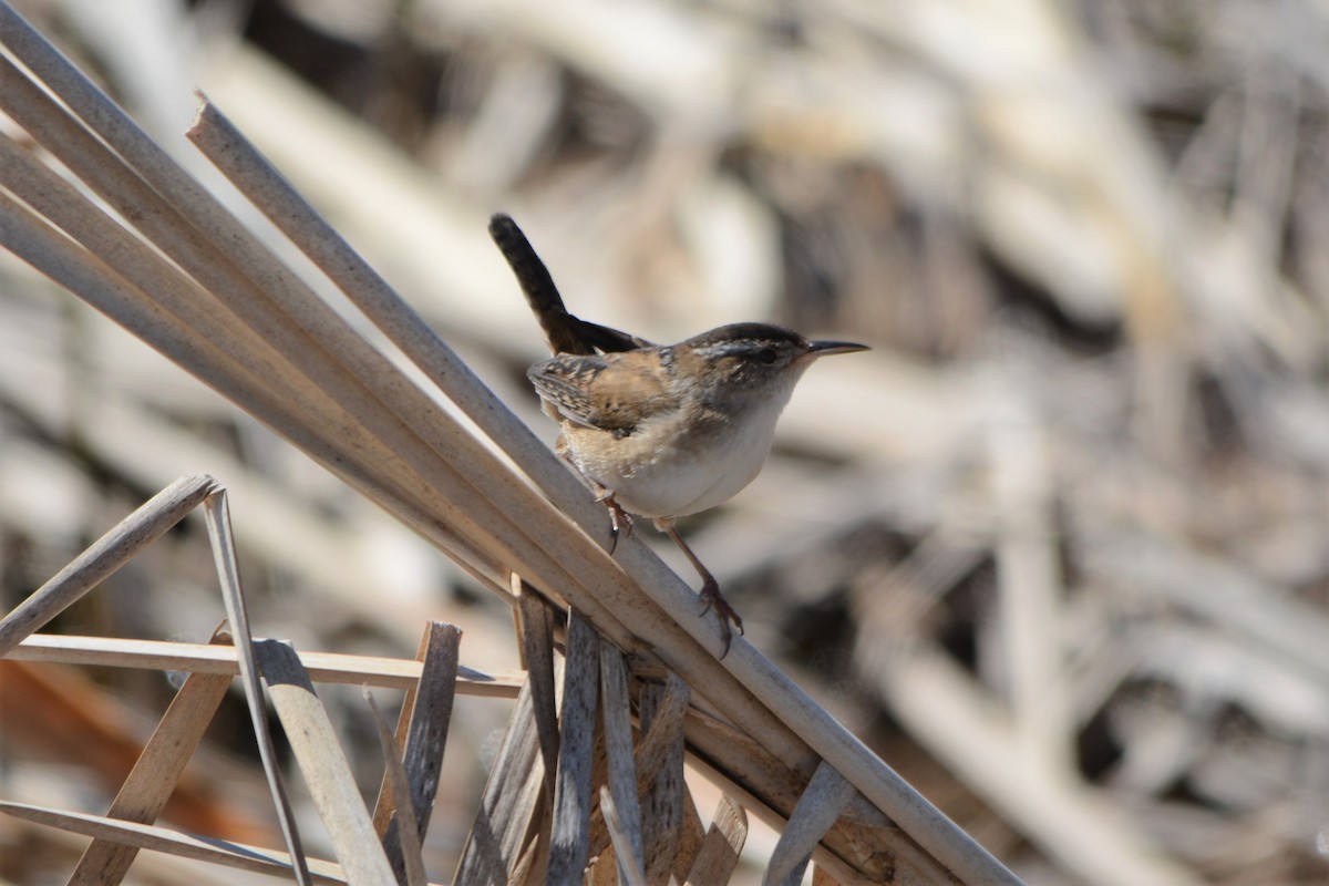 Marsh Wren - ML234284251