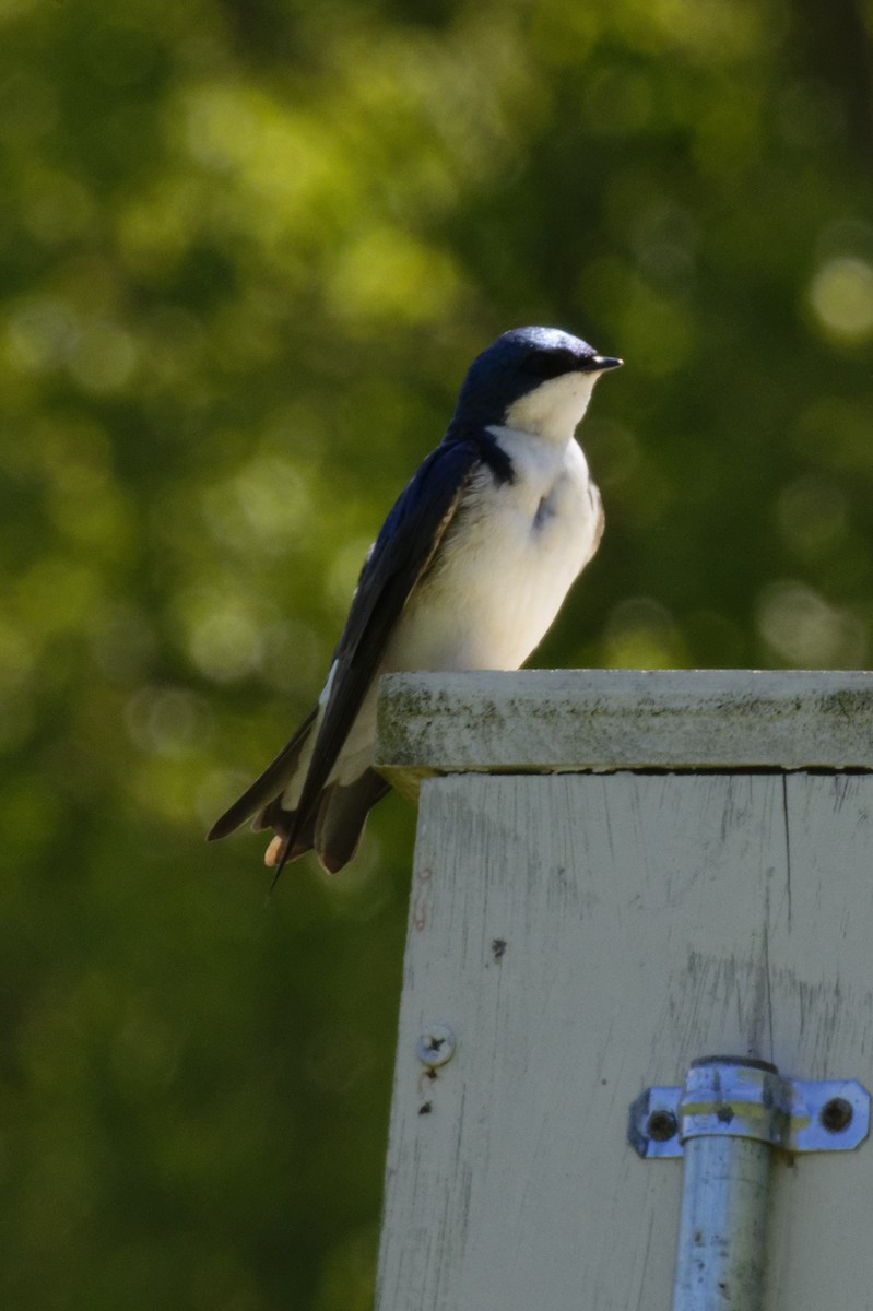 Tree Swallow - ML234284661