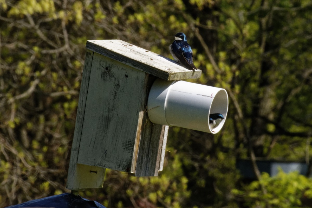 Tree Swallow - ML234284671