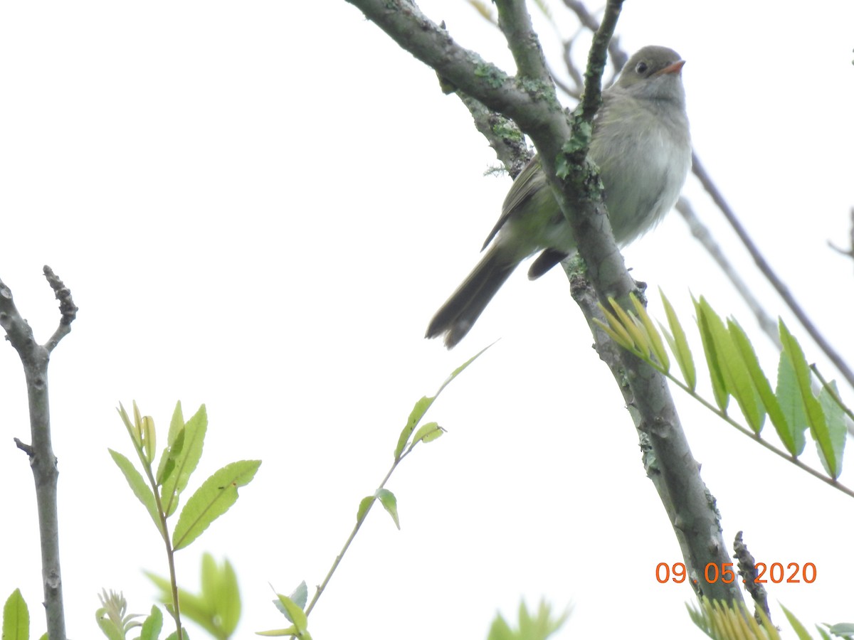 Small-billed Elaenia - ML234287021