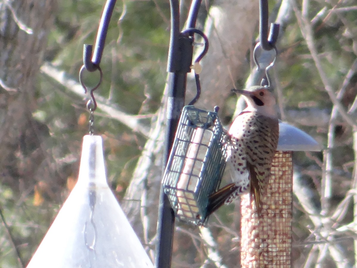 Northern Flicker - ML23428781