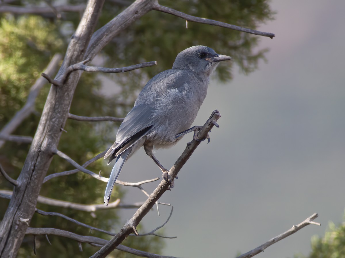 Pinyon Jay - ML234287851