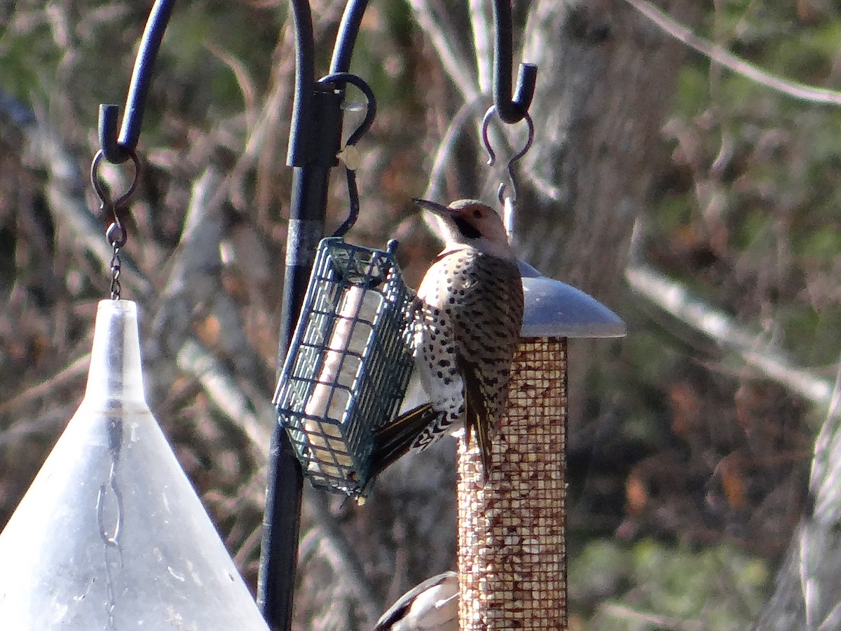 Northern Flicker - ML23428791