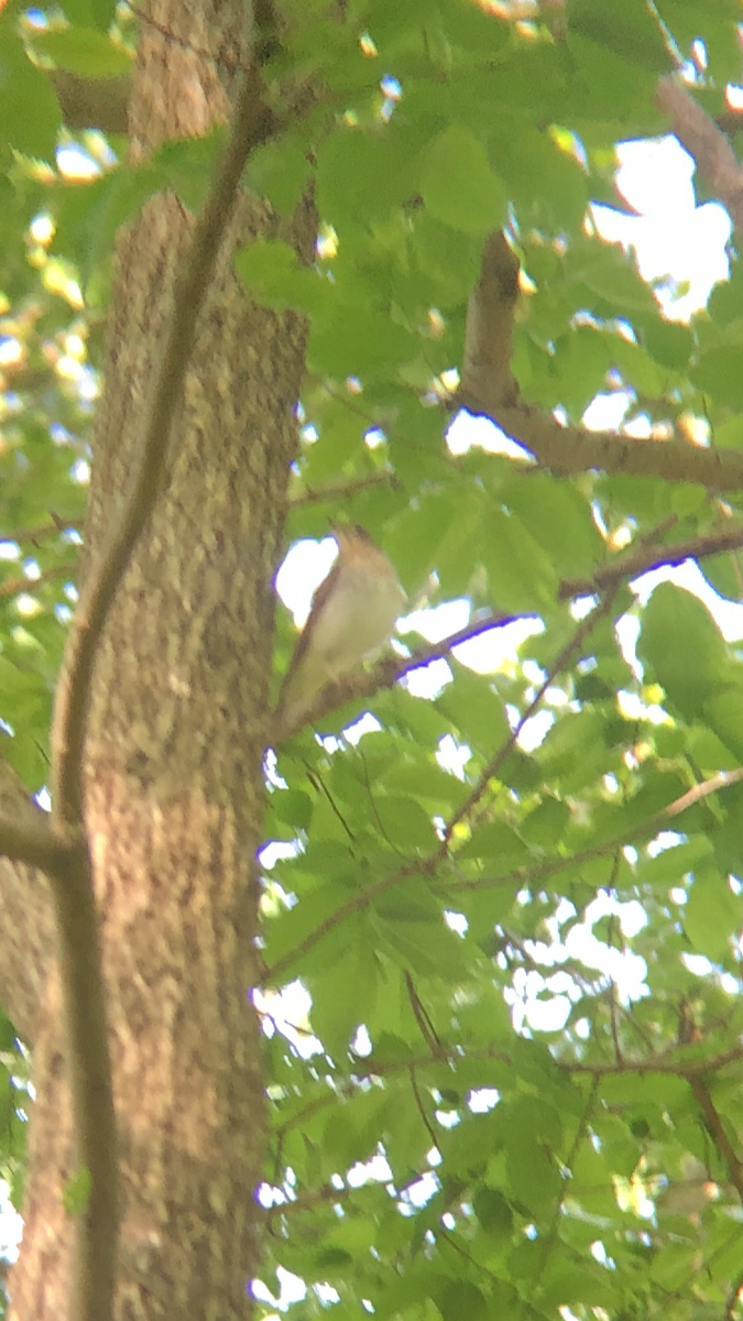 Veery - ML234289381