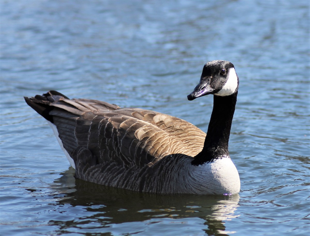 Canada Goose - ML234289581