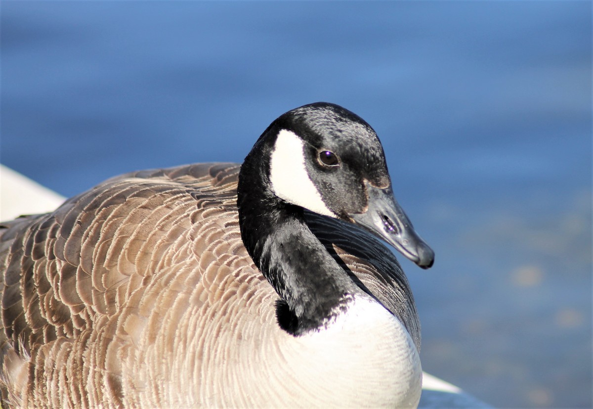 Canada Goose - ML234289611