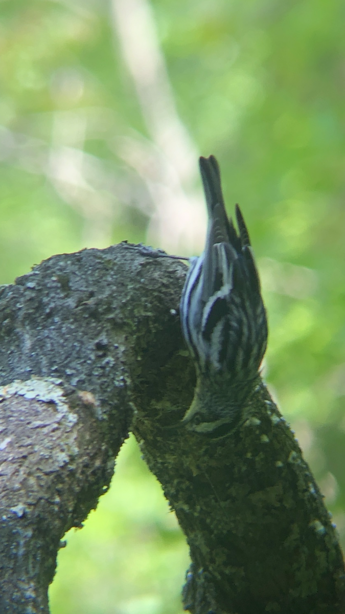 Black-and-white Warbler - ML234289791