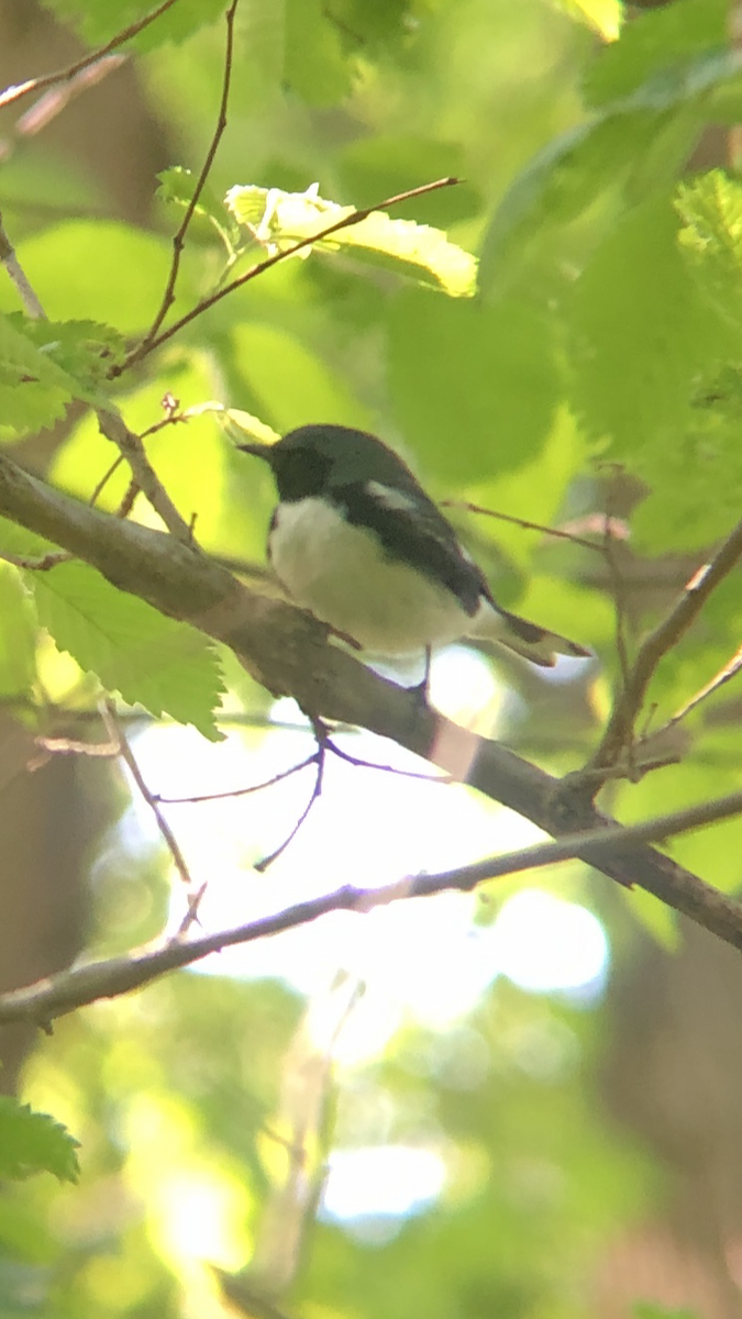 Black-throated Blue Warbler - ML234290451