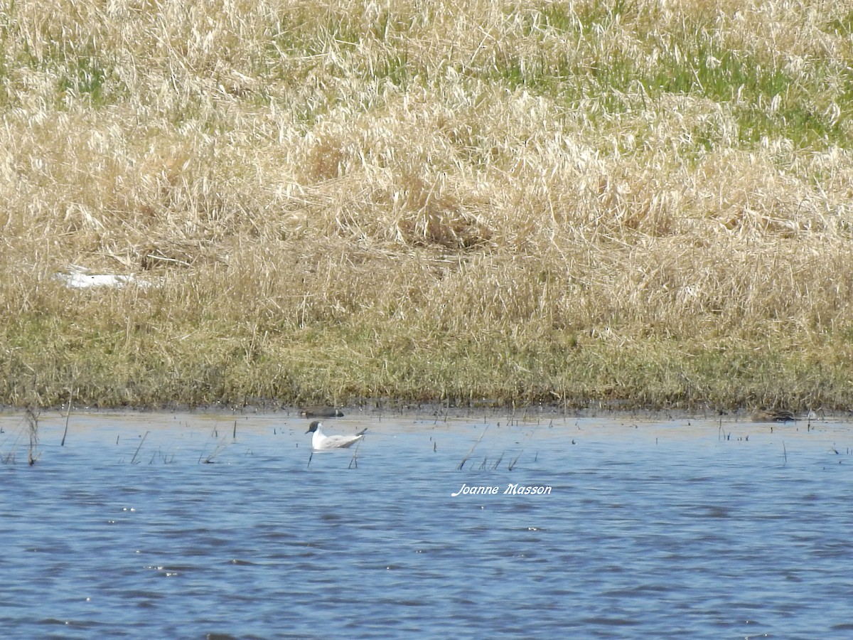 Bonaparte's Gull - Joanne Masson