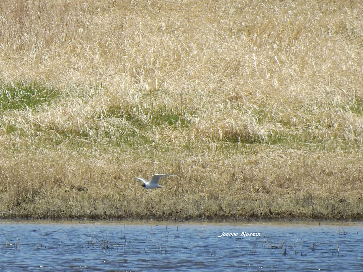 Bonaparte's Gull - Joanne Masson