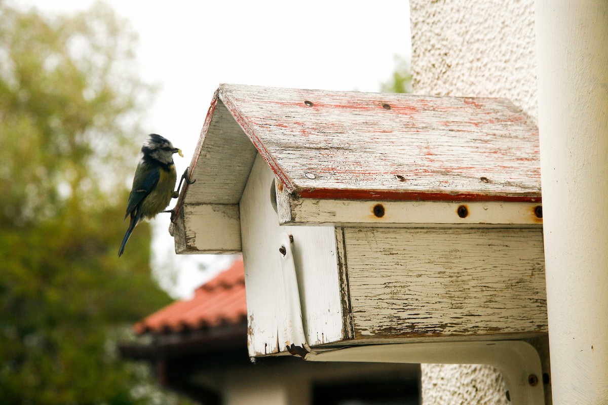 Eurasian Blue Tit - ML234291471