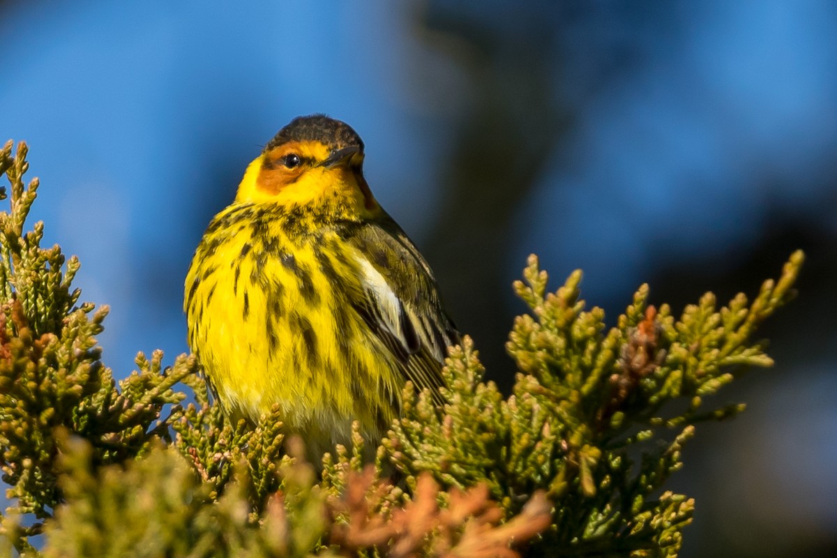 Cape May Warbler - ML234291891