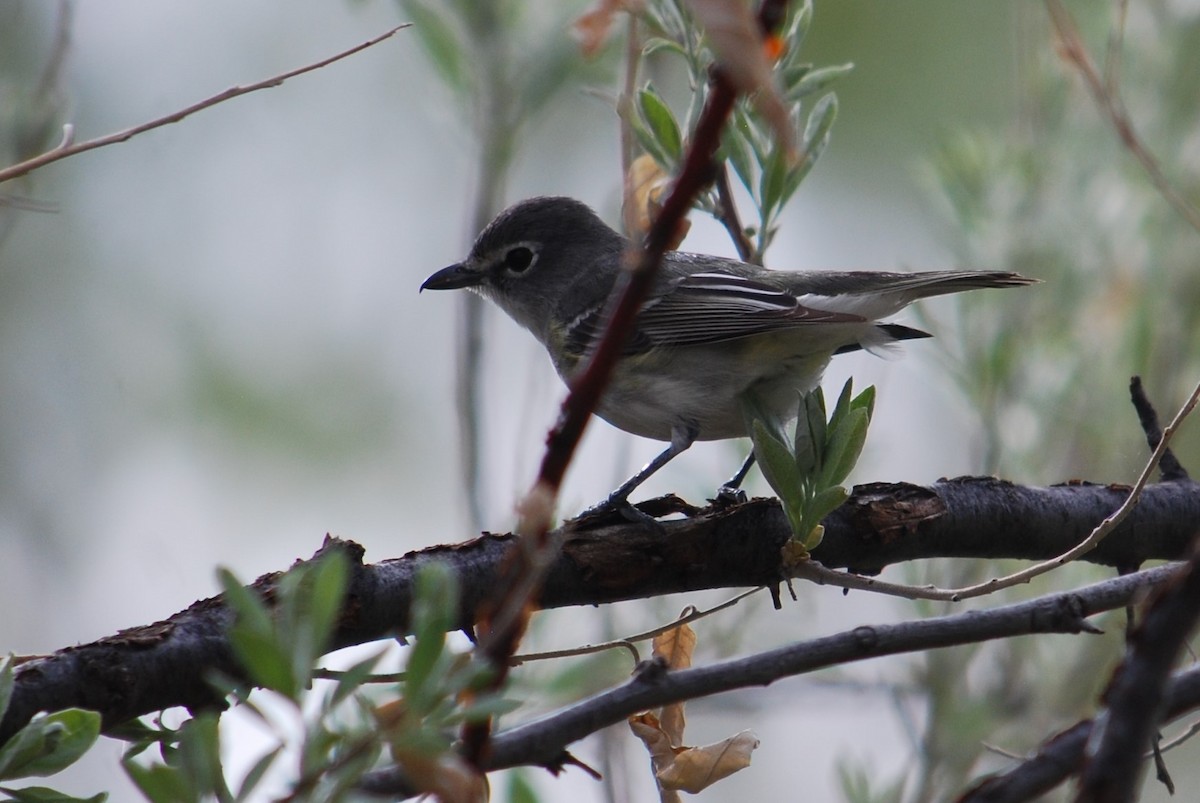 Cassin's Vireo - ML234293981