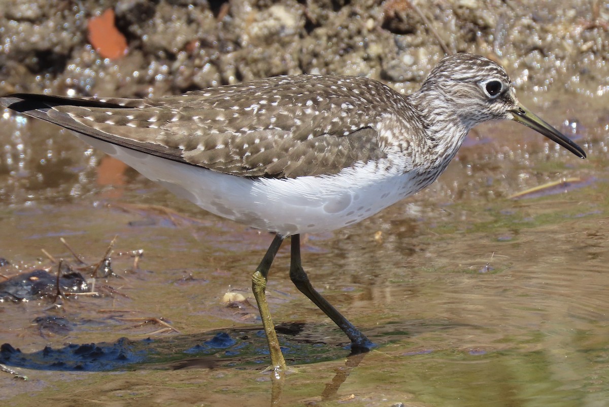 Solitary Sandpiper - ML234294991