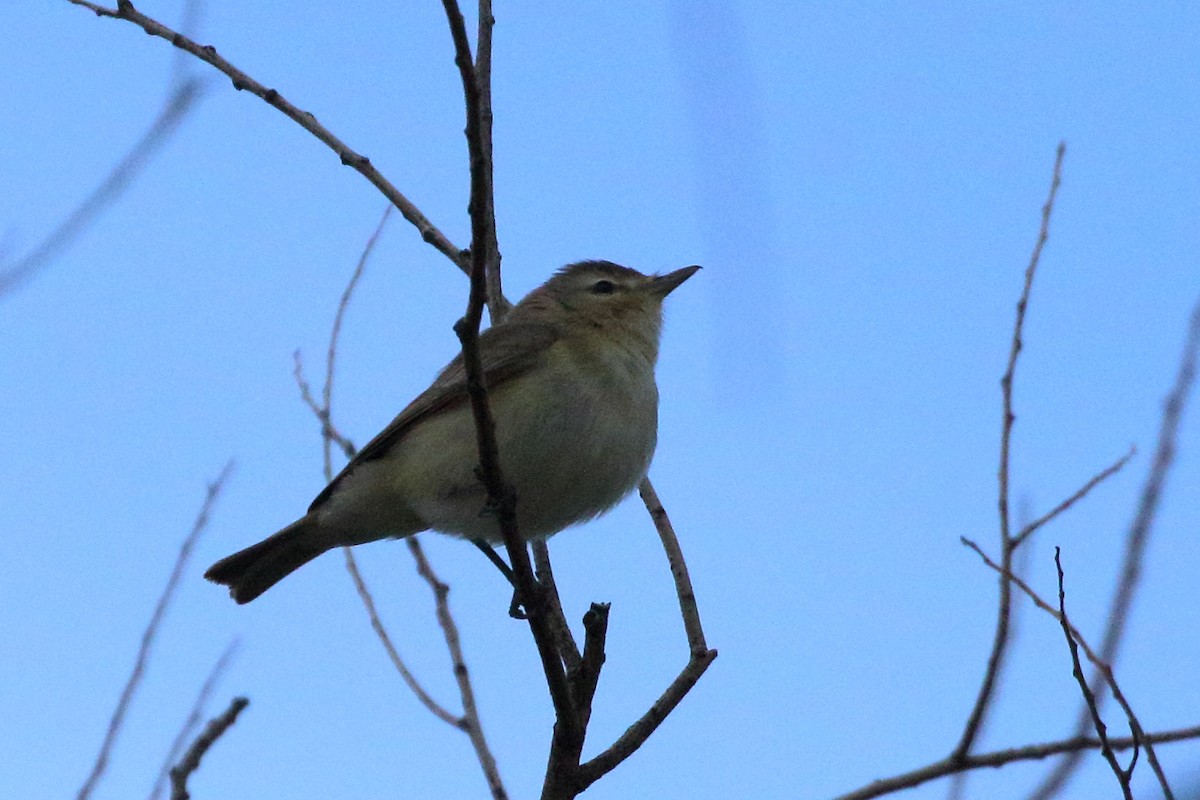 Warbling Vireo (Western) - Ron Podhajsky