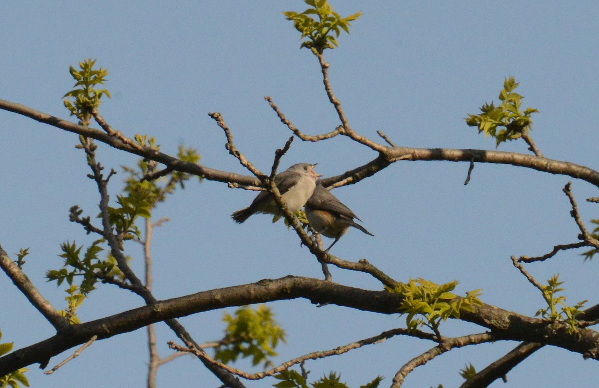 Tufted Titmouse - ML234296271