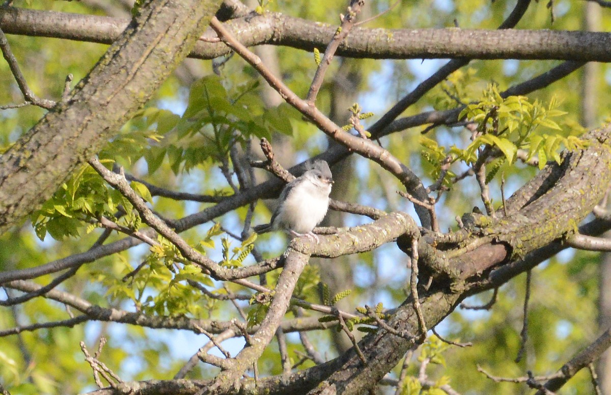 Tufted Titmouse - Bill Telfair