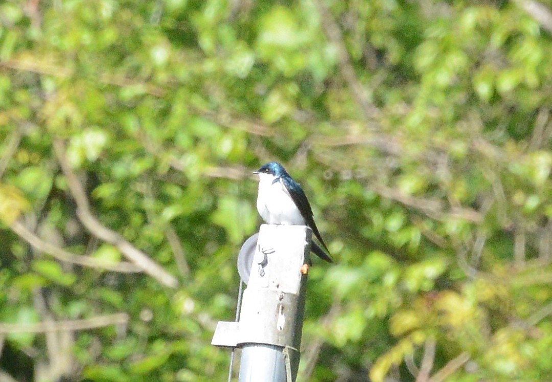 Golondrina Bicolor - ML234296381