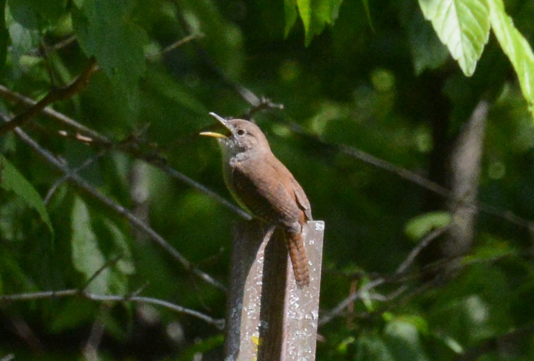 Northern House Wren - ML234296491