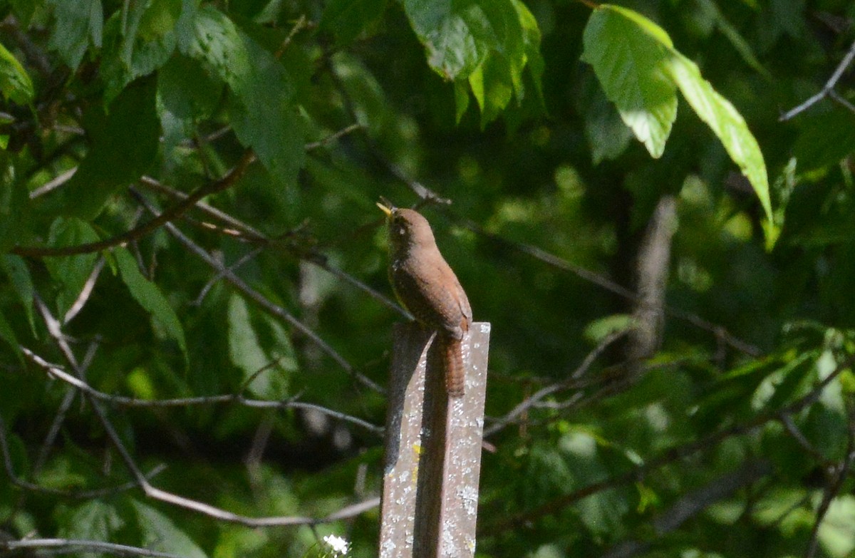 House Wren - Bill Telfair