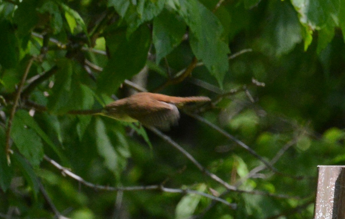 House Wren - Bill Telfair