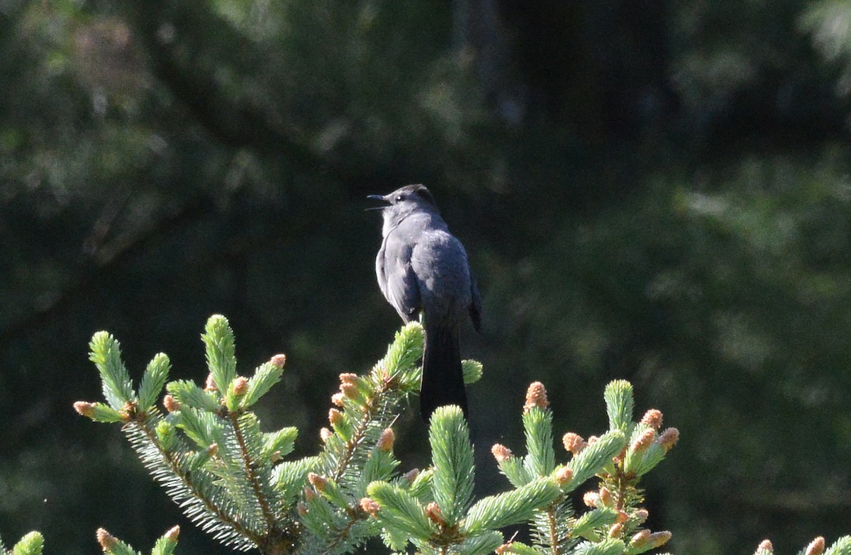 Gray Catbird - ML234296681